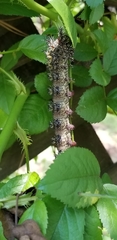 Hemileuca maia