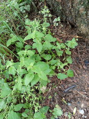 Veronica peduncularis