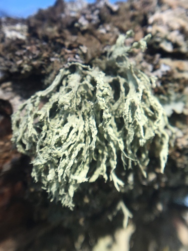 iNaturalist observation photo of Farinose Cartilage Lichen