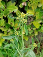 Sisymbrium officinale