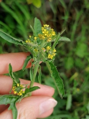 Sisymbrium officinale