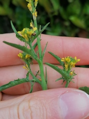 Sisymbrium officinale