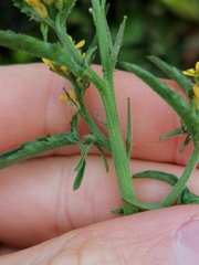 Sisymbrium officinale