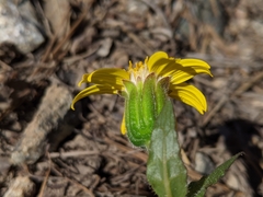 Arnica cernua
