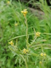 Sisymbrium officinale