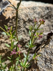 Galium bolanderi