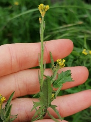 Sisymbrium officinale
