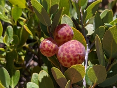 Andricus vacciniifoliae