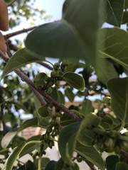 Diospyros virginiana