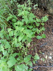 Veronica peduncularis