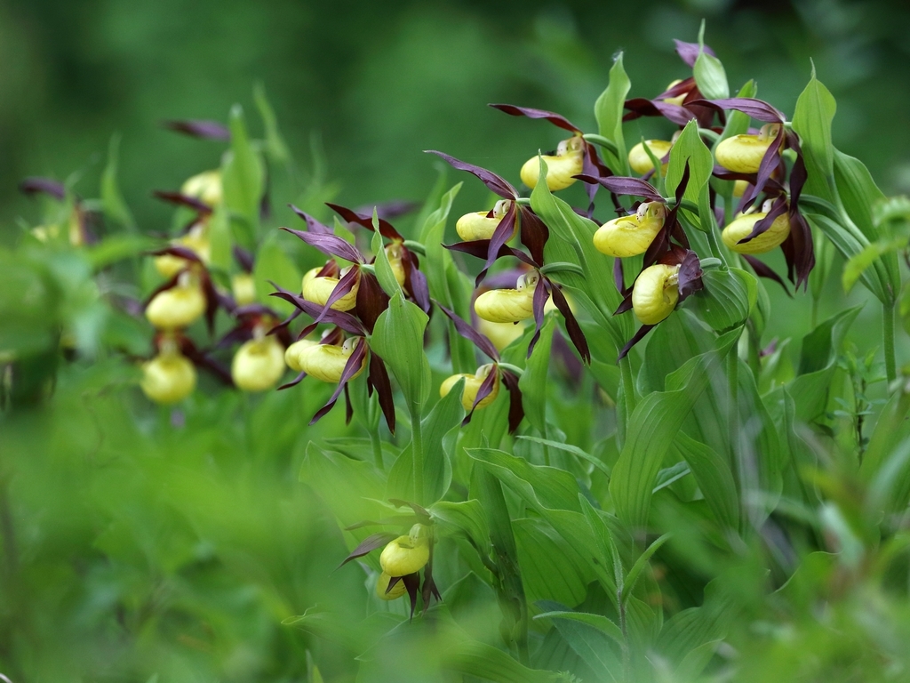 Cypripedium calceolus L. 2