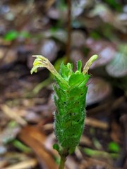 Fittonia albivenis