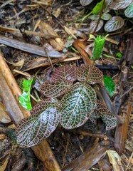 Fittonia albivenis