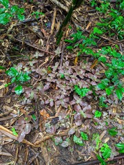 Fittonia albivenis