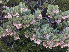 Arctostaphylos canescens sonomensis