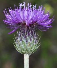 Tyrimnus leucographus