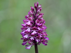 Orchis × hybrida
