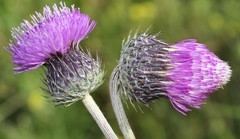 Tyrimnus leucographus