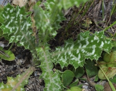 Tyrimnus leucographus