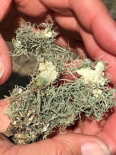 iNaturalist observation photo of Arizona Beard Lichen