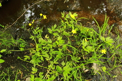 Ranunculus hispidus caricetorum