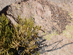 Parastrephia quadrangularis