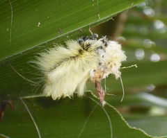 Megalopyginae