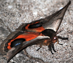 Automeris coresus