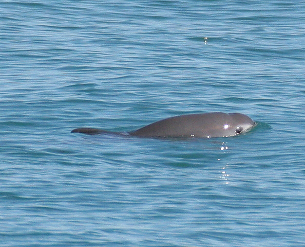 Vaquita