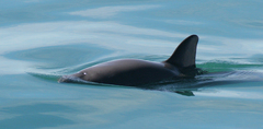 Vaquita photo 5