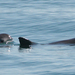 Vaquita - Photo Paula Olson, no known copyright restrictions (public domain)