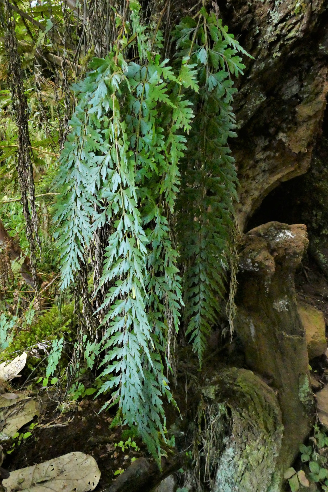 Asplenium affine Sw.