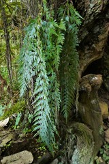 Asplenium affine
