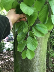 Fagus sylvatica