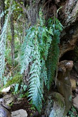 Asplenium affine