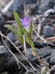 Githopsis specularioides