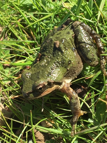 iNaturalist observation photo of Pacific chorus frog
