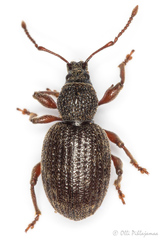 Otiorhynchus desertus