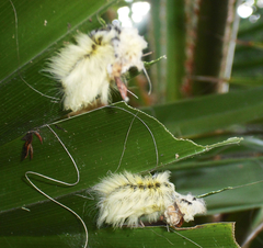 Megalopyginae
