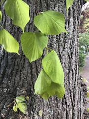 Tilia platyphyllos