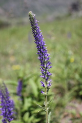 Veronica porphyriana