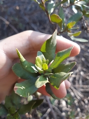 Escallonia illinita
