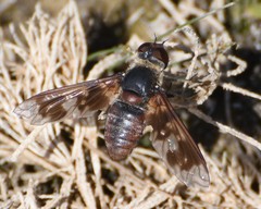 Exoprosopa decora