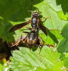Polistes fuscatus