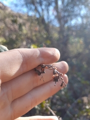 Escallonia illinita