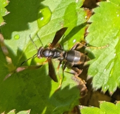 Polistes fuscatus