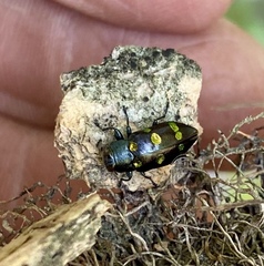 Chrysobothris chrysoela