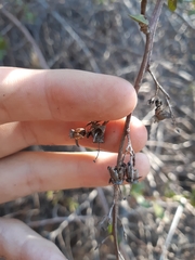 Escallonia illinita