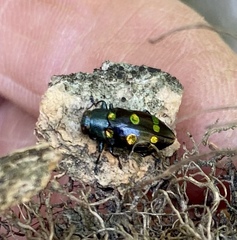 Chrysobothris chrysoela