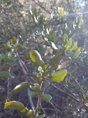 Escallonia illinita